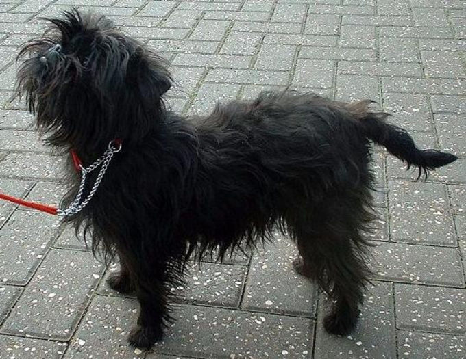 affenpinscher-1p - z-Affenpinscher