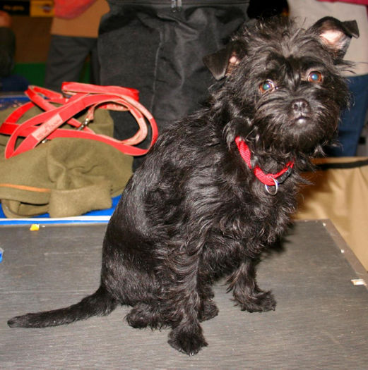 affenpinscher-2p - z-Affenpinscher