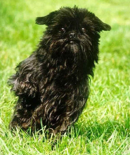 affenpinscher-pui - z-Affenpinscher