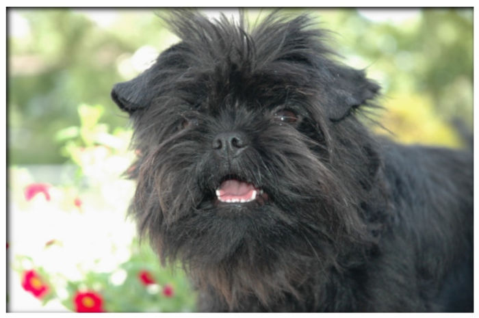 affenpinscher - z-Affenpinscher