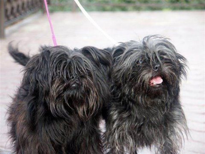 affenpinscher7 - z-Affenpinscher