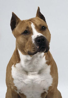 6b0ba2fc149bab503b783626f2e2264d - z-American Staffordshire Terrier