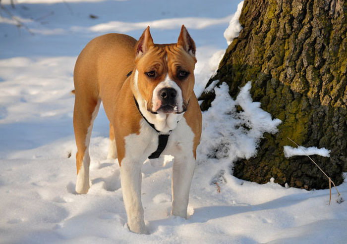 amstaff_03 - z-American Staffordshire Terrier