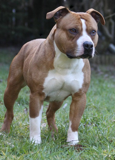 amstaff21