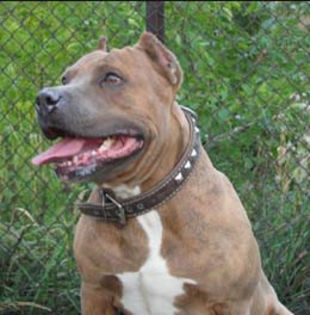 amstaff8 - z-American Staffordshire Terrier