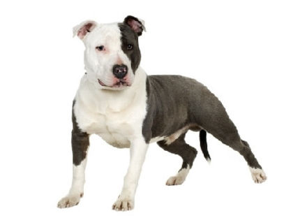 cb7da1392f14c85b867cdb6b92f6e099 - z-American Staffordshire Terrier