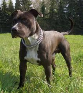 image - z-American Staffordshire Terrier