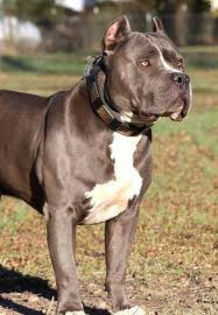 images - z-American Staffordshire Terrier