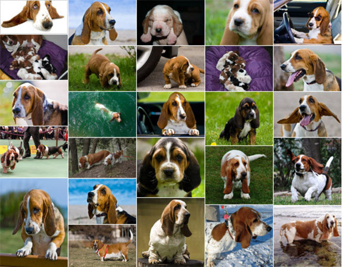 poze_caini_basset_hound - z-Basset Hound