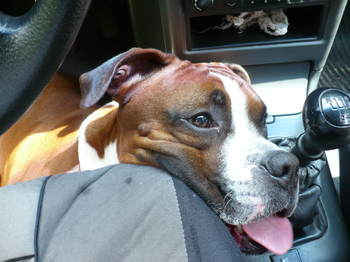 Boaba ascunzandu-se de soare in masina