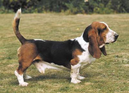 basset_hound_2