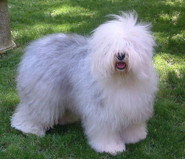 bobtail_english_sheepdog - z-Bobtail