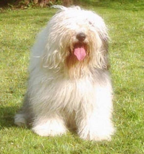 English-Sheepdog-se-remarca-ca-fiind-probabil-cea-mai-mare-rasa-din-lumea-canina - z-Bobtail