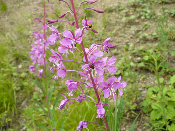 P1460200 - Predeal iulie 2013