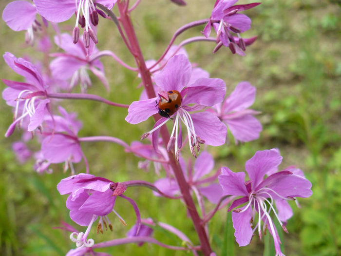 P1460201 - Predeal iulie 2013