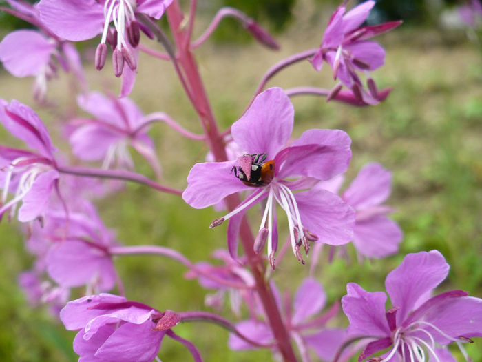 P1460202 - Predeal iulie 2013
