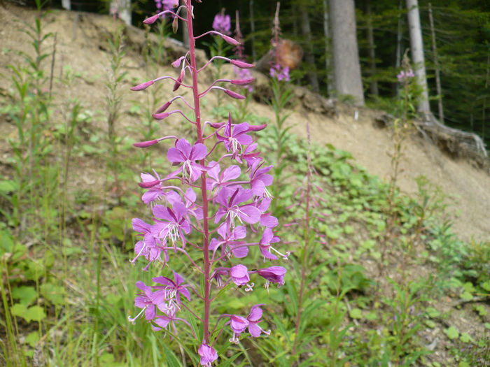 P1460213 - Predeal iulie 2013