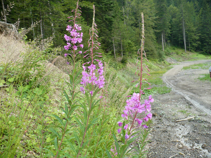 P1460214 - Predeal iulie 2013