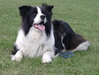 images - z-Border Collie