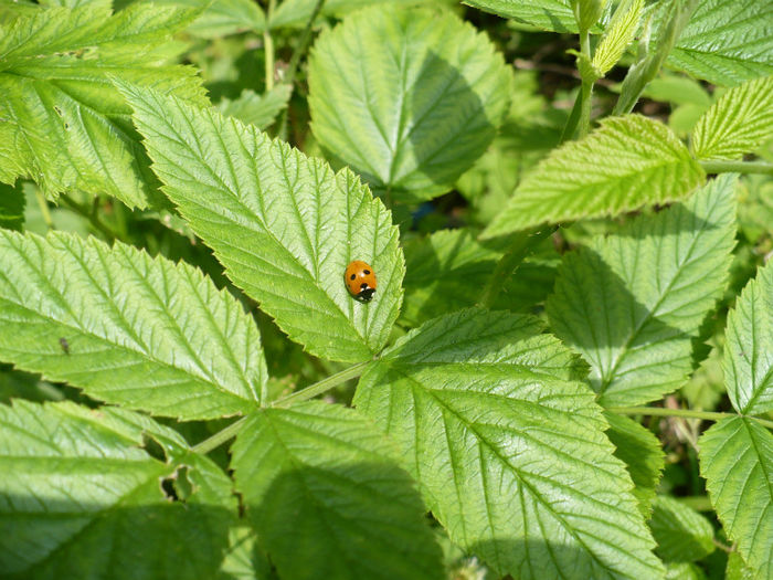 gargarita pe frunze de zmeura - Predeal iulie 2013