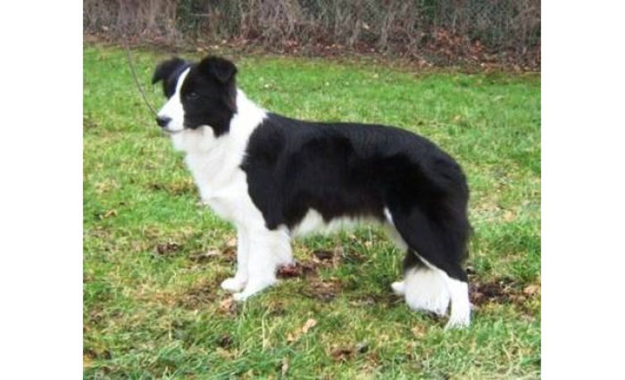 4991741b76a09 - z-Border Collie