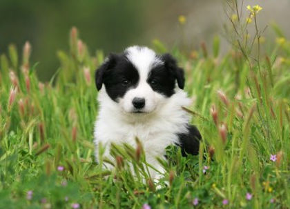 border-collie3 - z-Border Collie