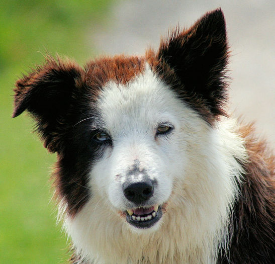 Border_Collie_liver_portrait - z-Border Collie