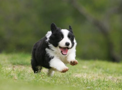 border-collie2(1)