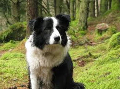 images - z-Border Collie