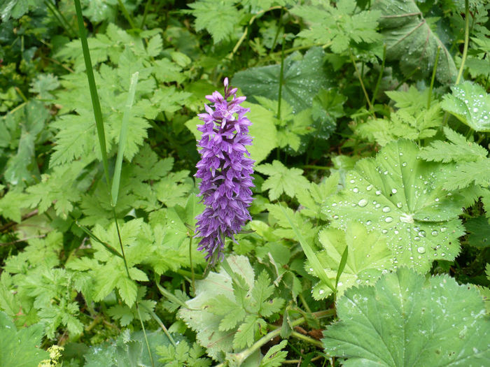 P1460224 - Predeal iulie 2013