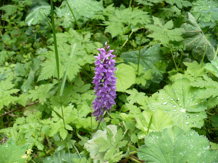 P1460228 - Predeal iulie 2013