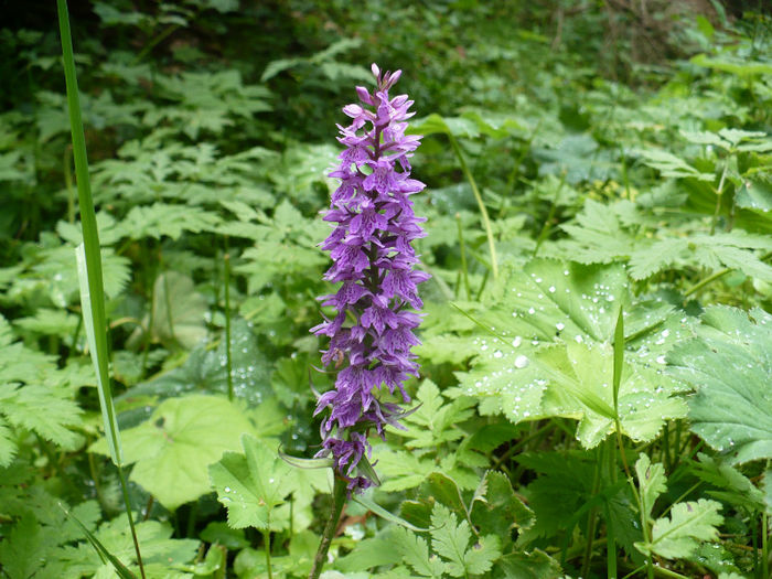 P1460229 - Predeal iulie 2013