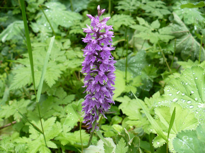 orhidee salbatica - Predeal iulie 2013