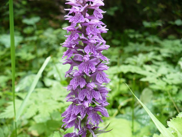 Dactylorhiza fuchsii - Predeal iulie 2013