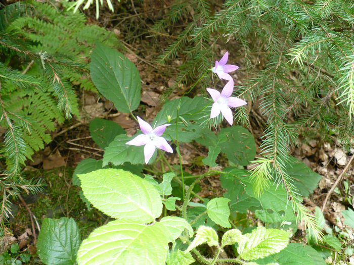 P1460237 - Predeal iulie 2013