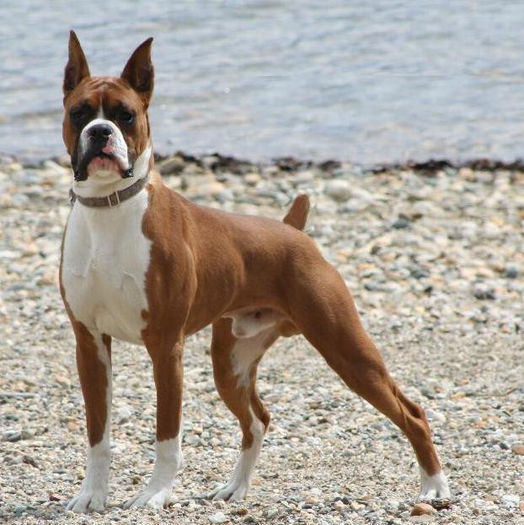 (dog)Boxer1