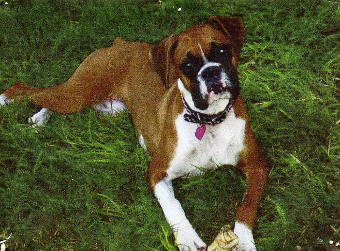 daisey.Bobbi - z-Boxer