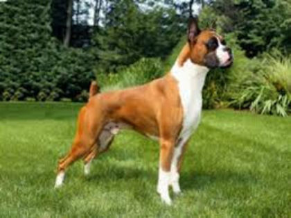 images - z-Boxer