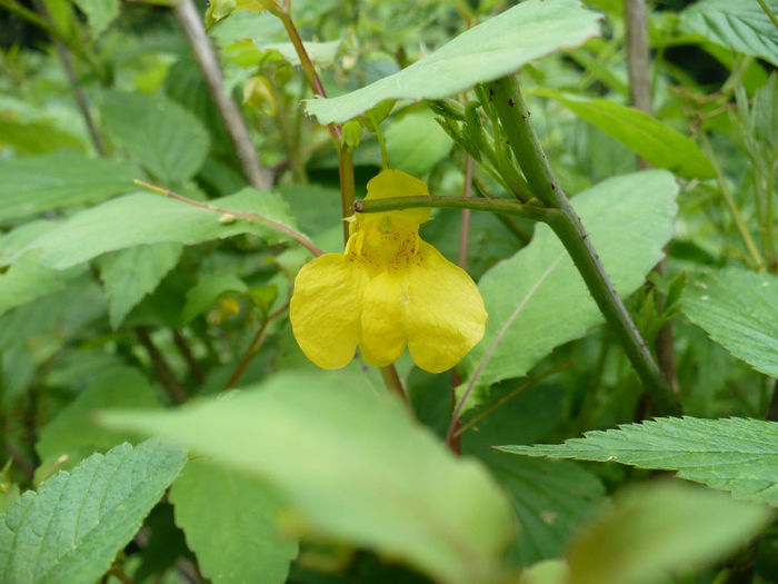 P1460262 - Predeal iulie 2013