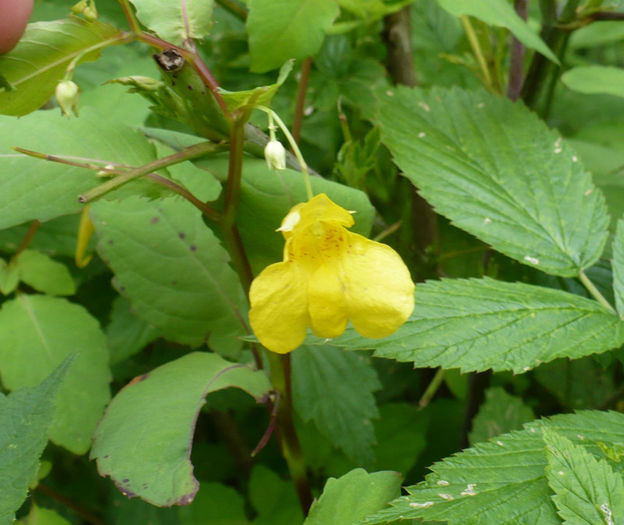 P1460263 - Predeal iulie 2013