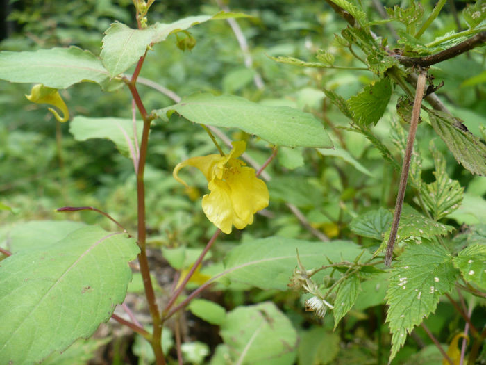 P1460265 - Predeal iulie 2013