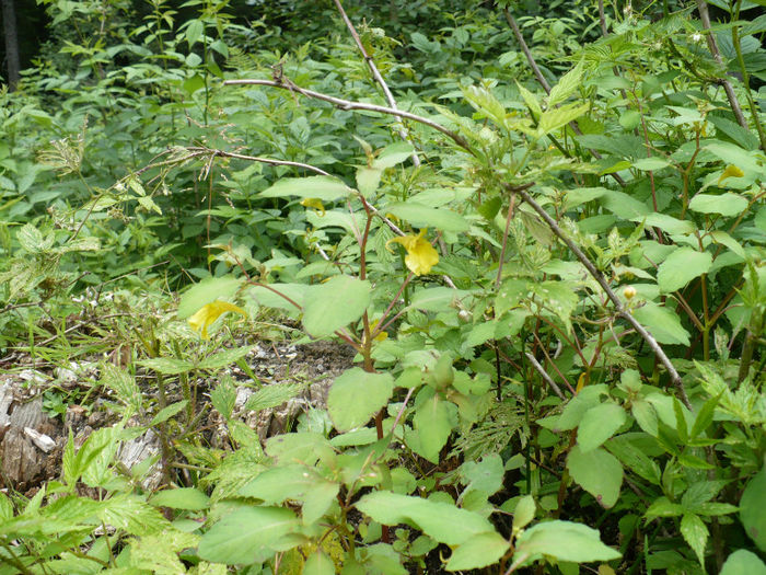 P1460267 - Predeal iulie 2013