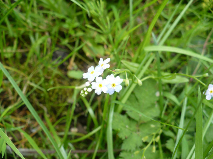 P1460270 - Predeal iulie 2013