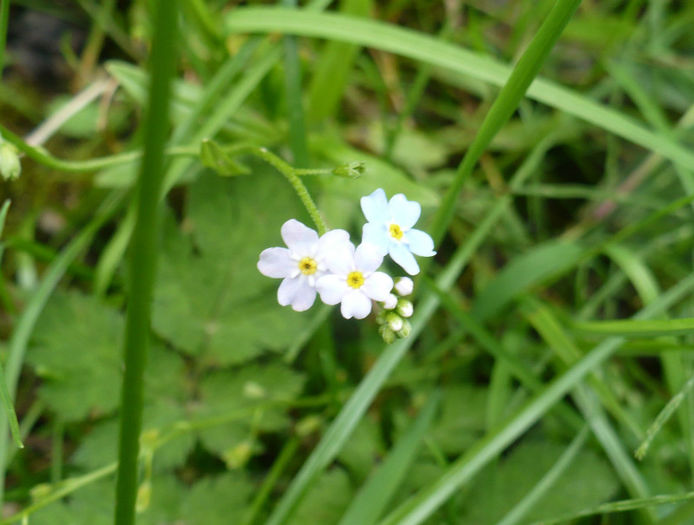 P1460271 - Predeal iulie 2013