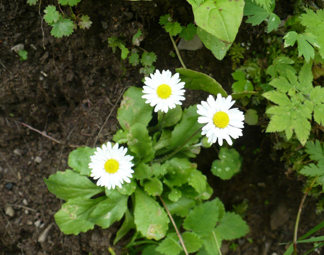 P1460273 - Predeal iulie 2013