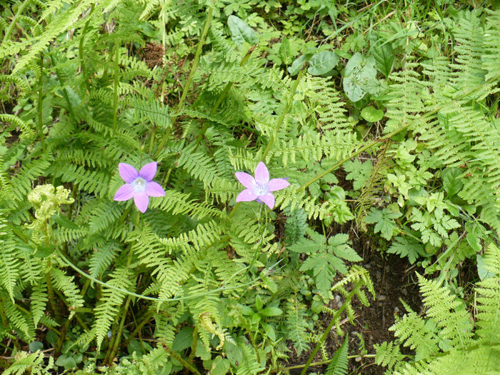 clopotei si ferigi de munte - Predeal iulie 2013