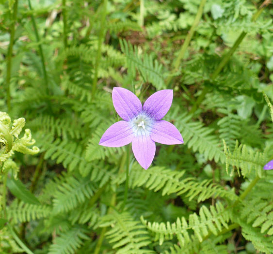 P1460276 - Predeal iulie 2013