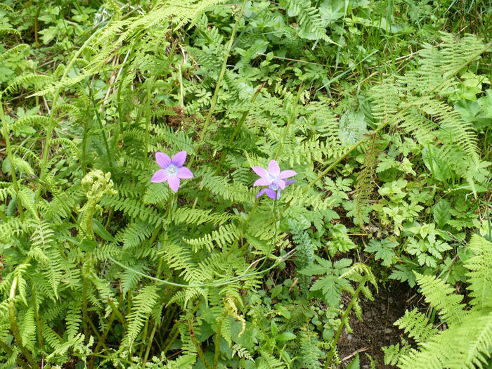 P1460277 - Predeal iulie 2013