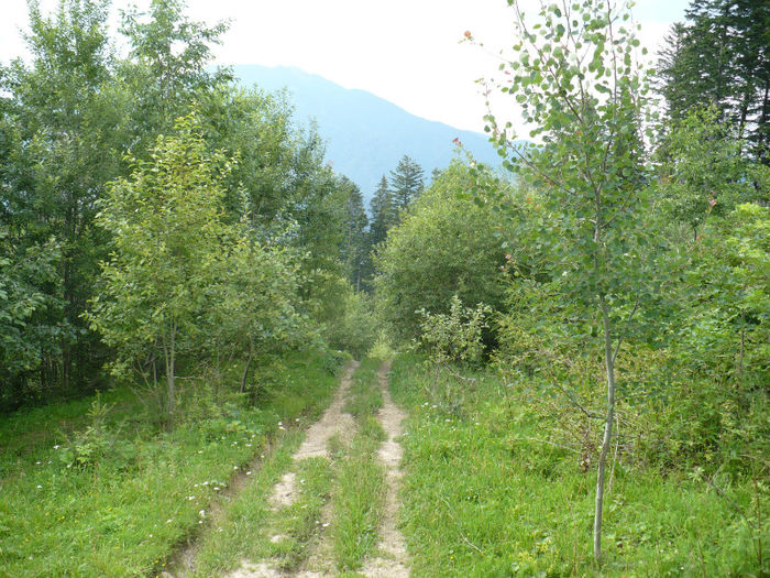 P1460280 - Predeal iulie 2013