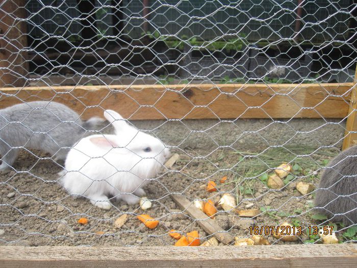 IMG_0367 - mascotele curtii